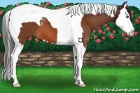 Horse Color:Brown Splash Tobiano