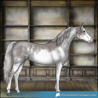 Horse Color:Platinum White Spotted Chocolate Palomino Sabino 