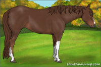 Horse Color:Gray Chestnut 