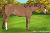 Horse Color:Chestnut 