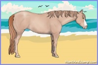 Horse Color:Gold Champagne Splash 