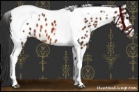 Horse Color:Bay Tobiano Near Leopard 