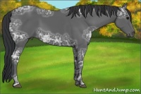 Horse Color:Black Ice 