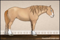 Horse Color:Gold Champagne Splash