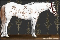 Horse Color:Chestnut Tobiano Appaloosa 