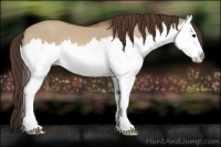 Horse Color:Bay Dun Splash Appaloosa 