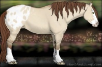 Horse Color:Sable Champagne Dun Splash Appaloosa 
