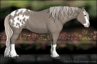 Horse Color:Silver Grullo Splash Appaloosa