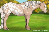 Horse Color:Silver Classic Champagne Appaloosa 
