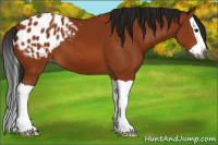 Horse Color:Gray Bay Splash Appaloosa 