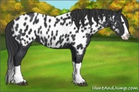 Horse Color:Black Splash Appaloosa