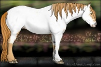 Horse Color:Gold Champagne Appaloosa 