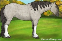 Horse Color:Smoky Grullo Roan 