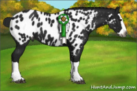Horse Color:Gray Black Splash Appaloosa