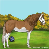 Horse Color:Chestnut Splash 