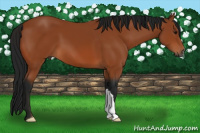 Horse Color:Gray Bay 