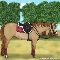 Horse Color:Red Dun Rabicano 