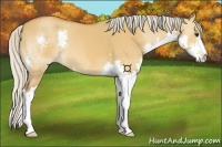 Horse Color:Silver Bay Dun Splash 