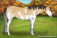 Horse Color:Bay Dun Splash