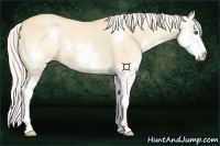 Horse Color:Silver Amber Cream ChampagneDun Splash