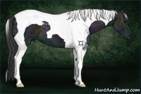 Horse Color:Midnight Black Ice Tobiano