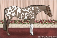 Horse Color:Liver Red Dun Appaloosa 