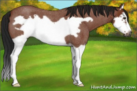 Horse Color:Gray Bay Roan Splash Frame 