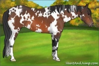 Horse Color:White Spotted Brown Varnish 