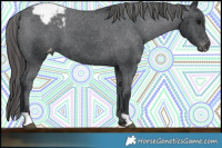 Horse Color:Black Appaloosa