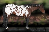 Horse Color:White Spotted Brown Appaloosa 