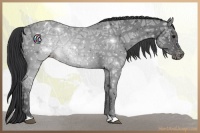 Horse Color:Black Ice Appaloosa 