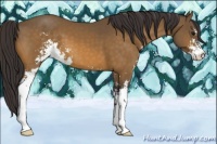 Horse Color:Buckskin Sabino 