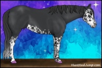 Horse Color:Black  and Black Splash 