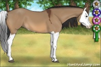 Horse Color:Bay Dun Splash 