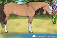 Horse Color:Bay Dun Splash 