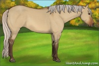 Horse Color:Silver Bay Dun 