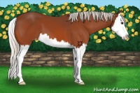 Horse Color:Silver Bay Splash Appaloosa 