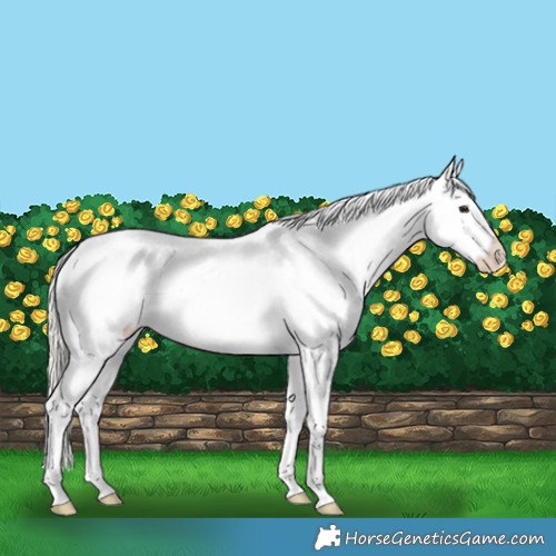 Horse Color:Silver Bay Dun Appaloosa Rabicano 