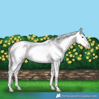 Horse Color:Silver Bay Dun Appaloosa Rabicano 
