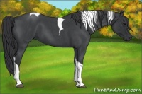 Horse Color:Blue Roan Tobiano