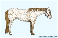 Horse Color:Black Pearl Sabino Appaloosa 