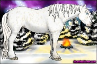 Horse Color:Cremello Appaloosa 