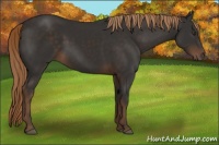 Horse Color:Liver Chestnut
