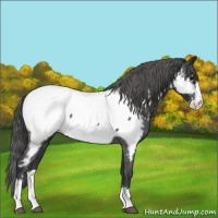 Horse Color:Blue Roan Splash Near Fewspot 