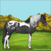 Horse Color:Blue Roan Tobiano Blanket 