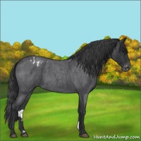 Horse Color:Blue Roan Appaloosa 