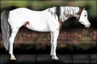 Horse Color:Bay Sabino Splash Tobiano Appaloosa 