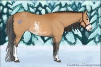 Horse Color:Bay Sabino 