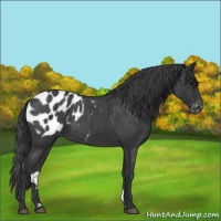 Horse Color:Blue Roan Appaloosa 