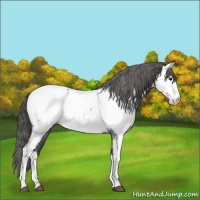 Horse Color:Blue Roan Appaloosa 